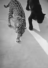 Retro Canvas Art Poster